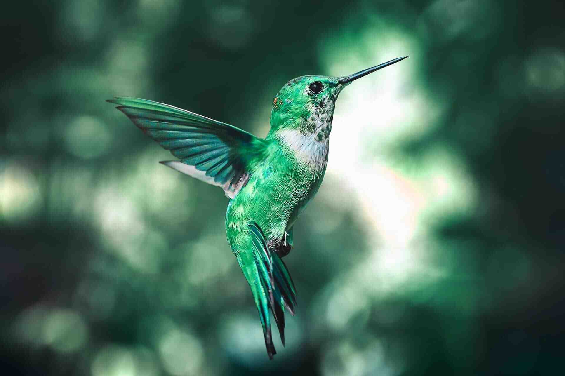 Colibri