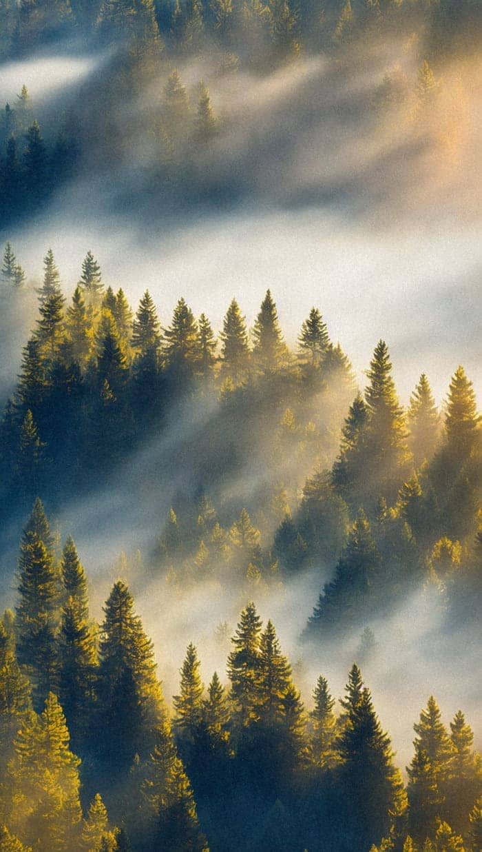 Foret préservée grâce à Bloom4 Earth