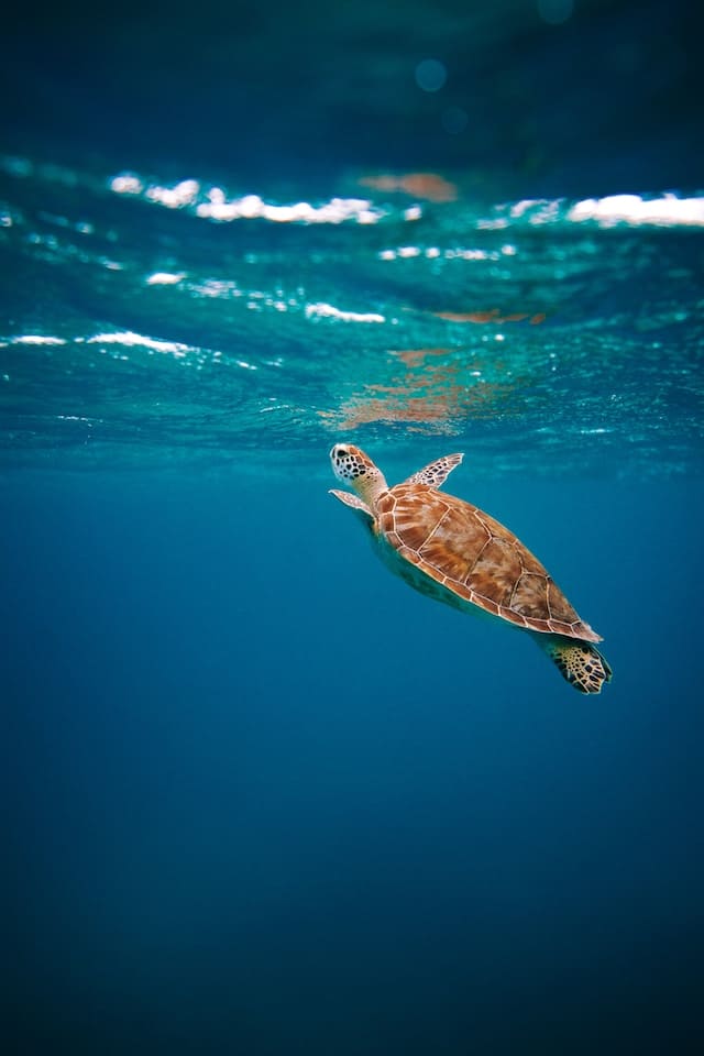 Tortue